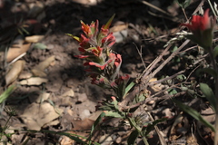Castilleja foliolosa