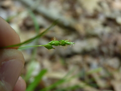 Carex laxiflora