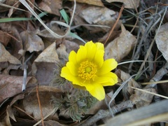 Adonis apennina