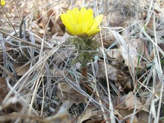 Adonis apennina
