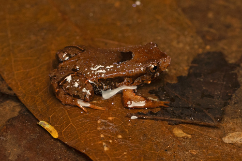 Azul Rapids Frog, Paratelmatobius mantiqueira