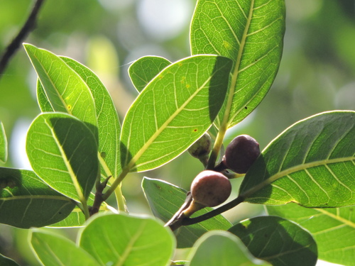 Ficus cestrifolia (Ficus cestrifolia)