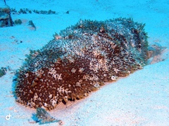 Astichopus multifidus