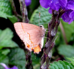 Electrostrymon endymion