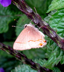 Electrostrymon endymion
