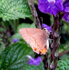 Electrostrymon endymion