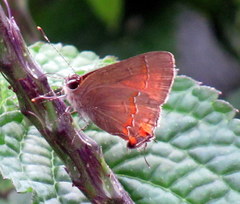 Electrostrymon endymion