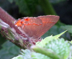 Electrostrymon endymion