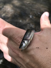 Clinostomus funduloides