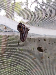 Chloreuptychia hewitsonii