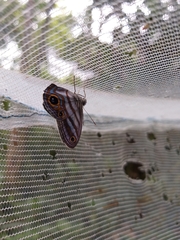 Chloreuptychia hewitsonii