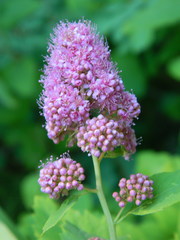 Spiraea × pyramidata