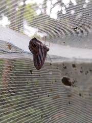 Chloreuptychia hewitsonii