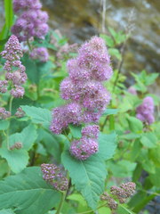 Spiraea × pyramidata