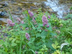 Spiraea × pyramidata