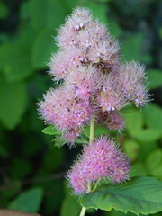 Spiraea × pyramidata