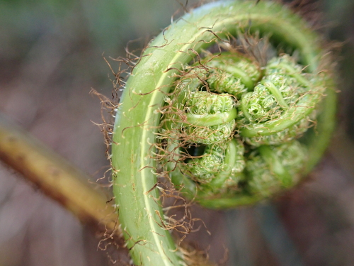 Dryopteris sandwicensis