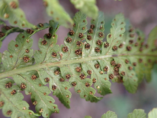 Dryopteris sandwicensis