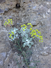 Eriogonum crocatum