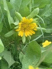 Wyethia glabra