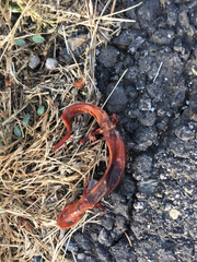 Pseudotriton ruber ruber