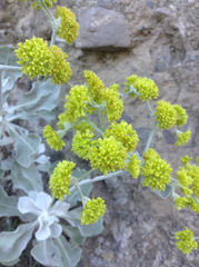 Eriogonum crocatum