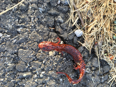 Pseudotriton ruber ruber