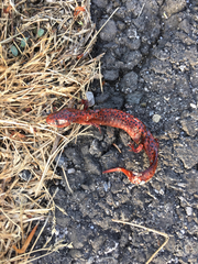 Pseudotriton ruber ruber