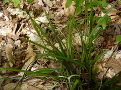 Scleria oligantha