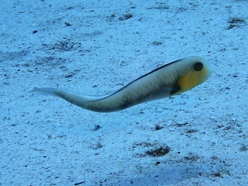Xyrichtys martinicensis