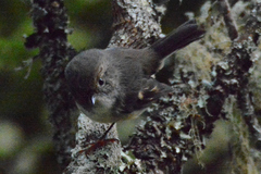 Petroica macrocephala