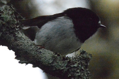 Petroica macrocephala