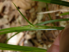 Scleria oligantha