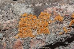 Polycauliona bolacina
