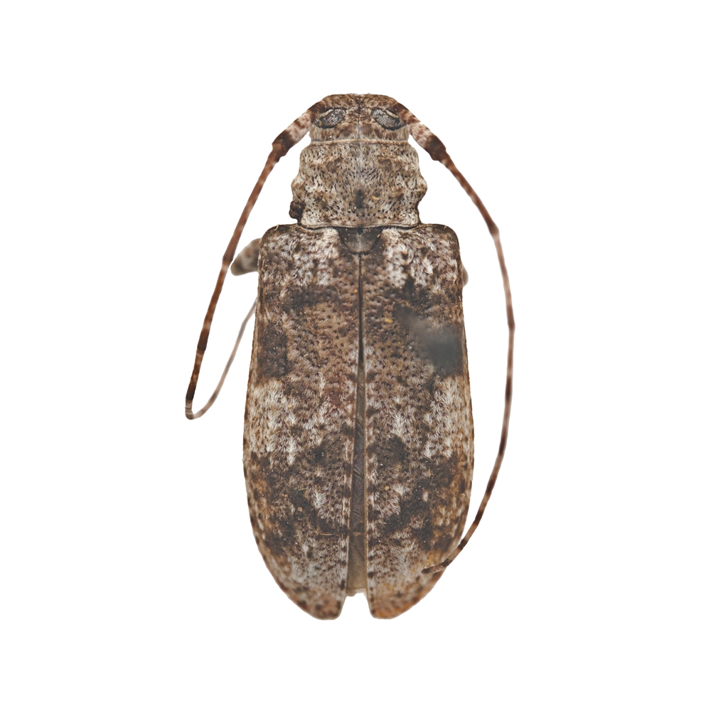 Pseudastylopsis nebulosa