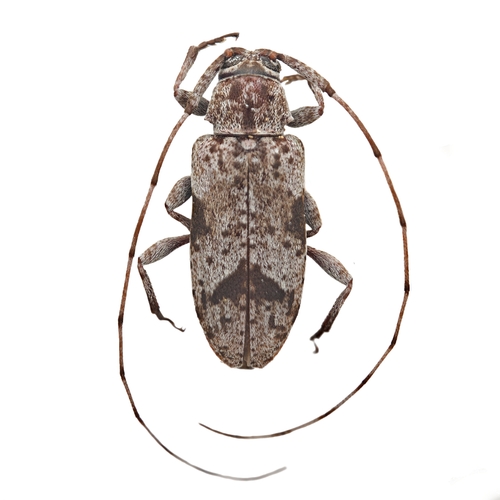Sternidius decorus