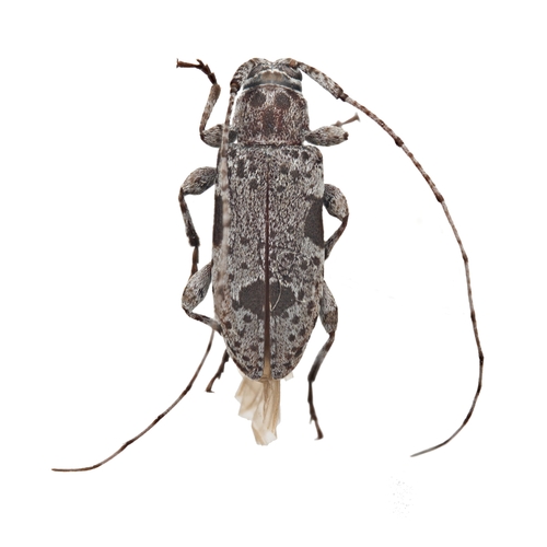 Sternidius imitans