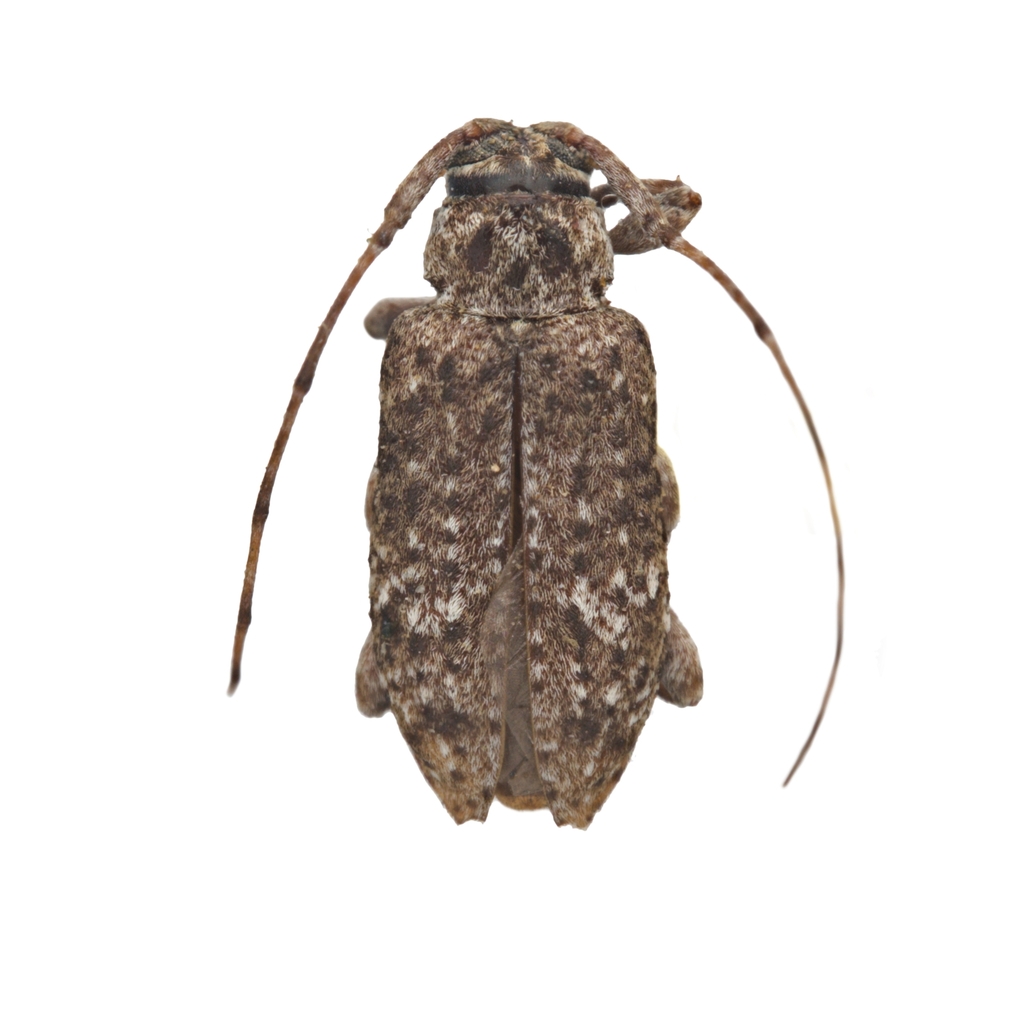 Sternidius punctatus