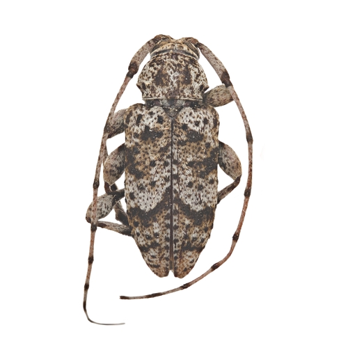 Sternidius wiltii