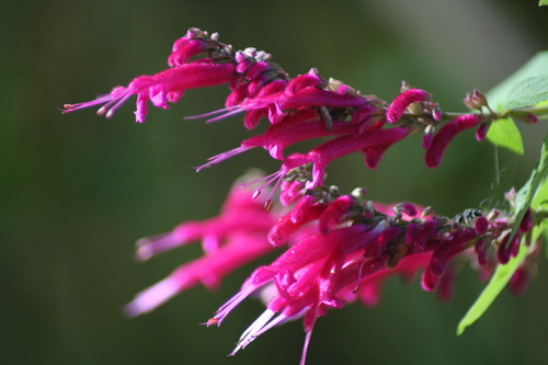 Image of Salvia iodantha by (c) Luis F. Ramírez, some rights reserved (CC BY)
