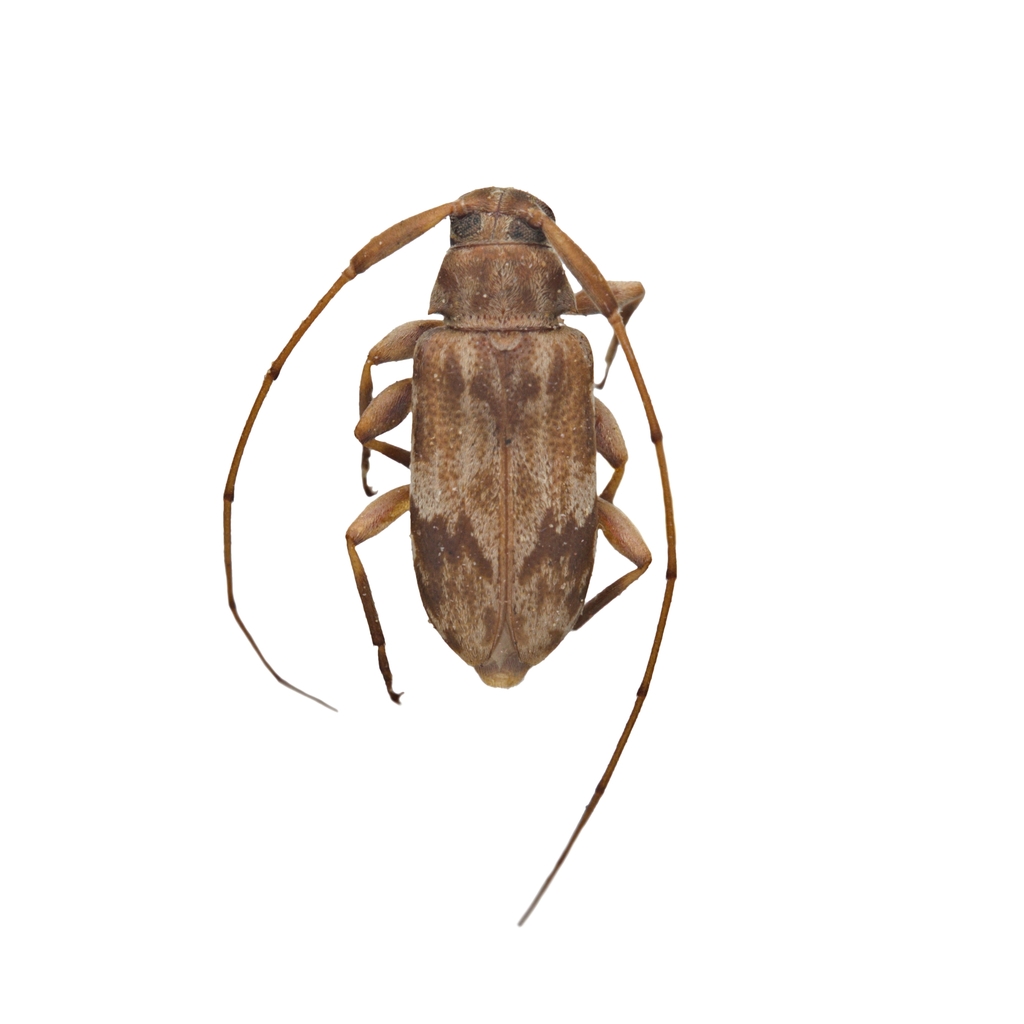 Polymitoleiopus foveatocollis