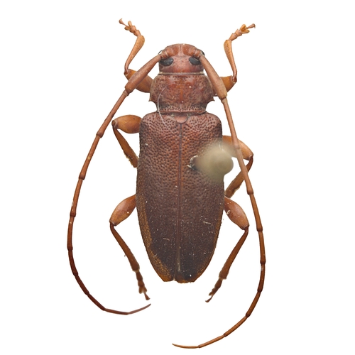 Valenus inornatus