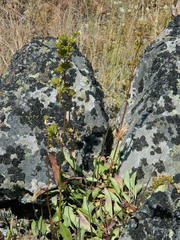 Penstemon elegantulus