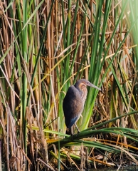 Ixobrychus flavicollis