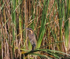 Ixobrychus flavicollis