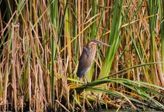 Ixobrychus flavicollis