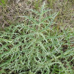Cynara cardunculus — photo 2