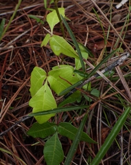 Toxicodendron radicans image