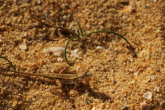 Sitana ponticeriana