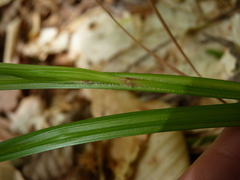 Scleria oligantha